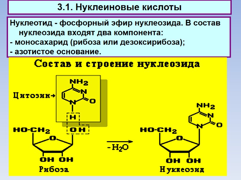 3.1. Нуклеиновые кислоты Нуклеотид - фосфорный эфир нуклеозида. В состав нуклеозида входят два компонента: